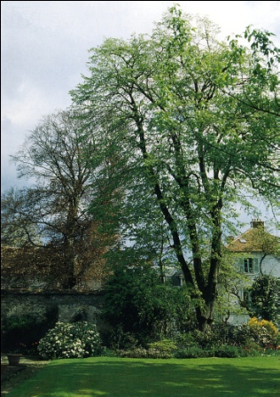 jardin29