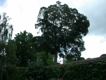 jardin42