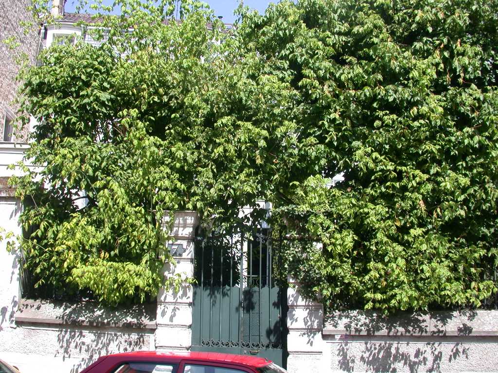 jardin50